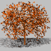 Baum